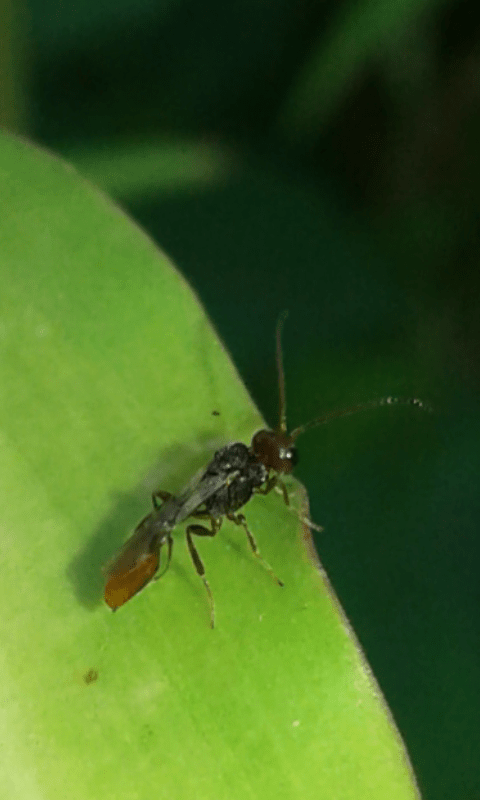 Imenottero che parassita cimice:  Aridelus rufotestaceus (Braconidae)